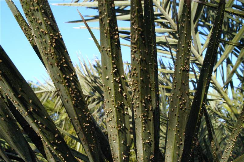 Представитель Семейства Graphiolaceae